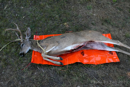 game-glide-deer-sled-black-tail-preparing-to-use Game Glide deer sled available at HerCamoShop.com