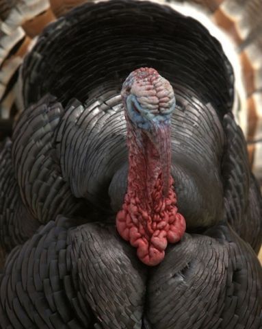 camera turkey close-up