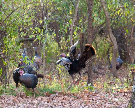 turkey action shot