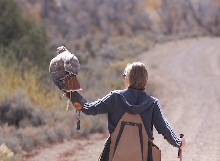 falconer with hawk