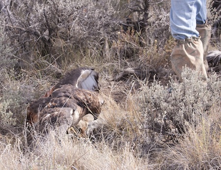 Red-tail hawk mantles Baird photo