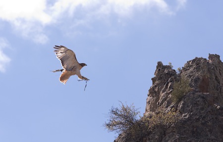 Red-tail hawk landing