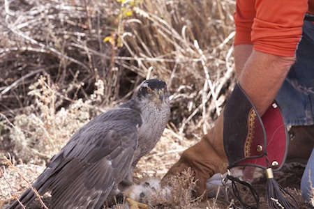 goshawk after a hunt