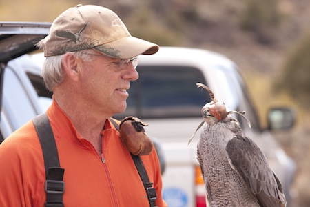 Roger Tucker and Nova the goshawk_Baird