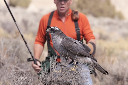 goshawk and Roger Tucker Baird photo