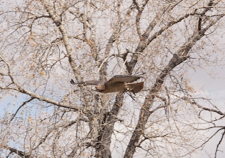 Red-tail hawk soaring
