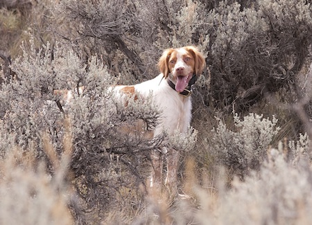 Wilson the Brittany  Baird