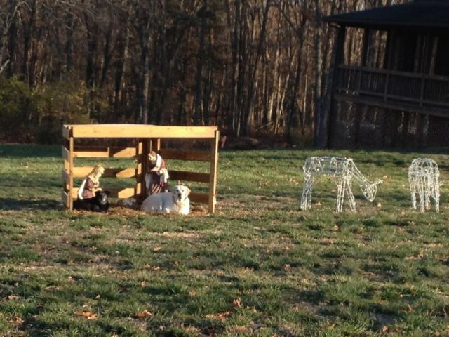 manger scene with dogs