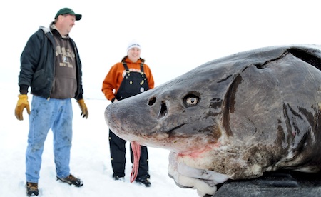 Cory Verkuylen of Appleton, Tim Michels of Fond du Lac, and his daughter Trista Michels of Neeenah. The three show off the 79 pound sturgeon Tim had speared hours before during the sturgeon season on Lake Winnebago . Sunday, February 13, 2011. The Reporter photo by Patrick Flood.