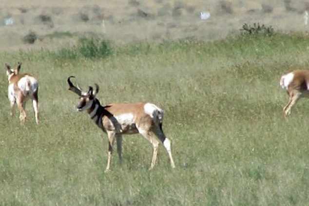 Antelope-buck-pronghorn-photo-by-Lea-Leggitt
