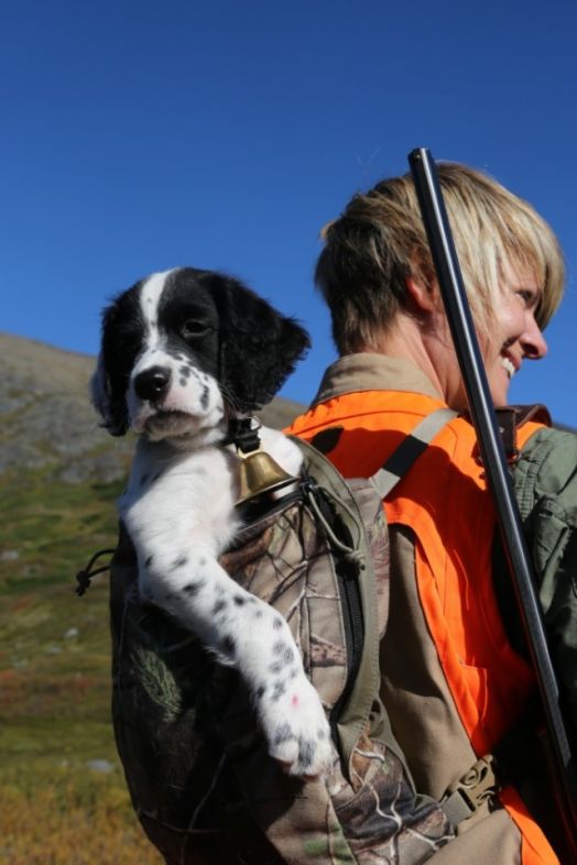 hunting_dog_colt_and_cc
