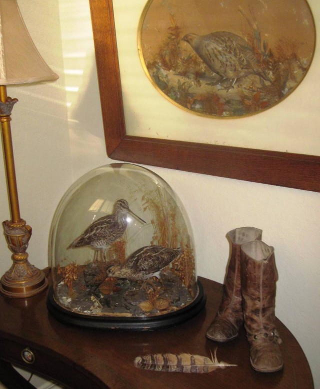 Heritage-Game-Mounts-Victorian-Taxidermy-snipe-IMG_4746crop