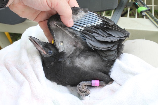 crow-Cornell-ornithological