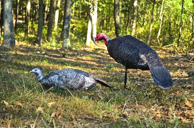 Turkey hunting decoy