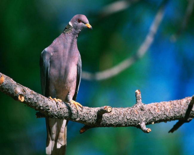 Bandtailed_pigeon