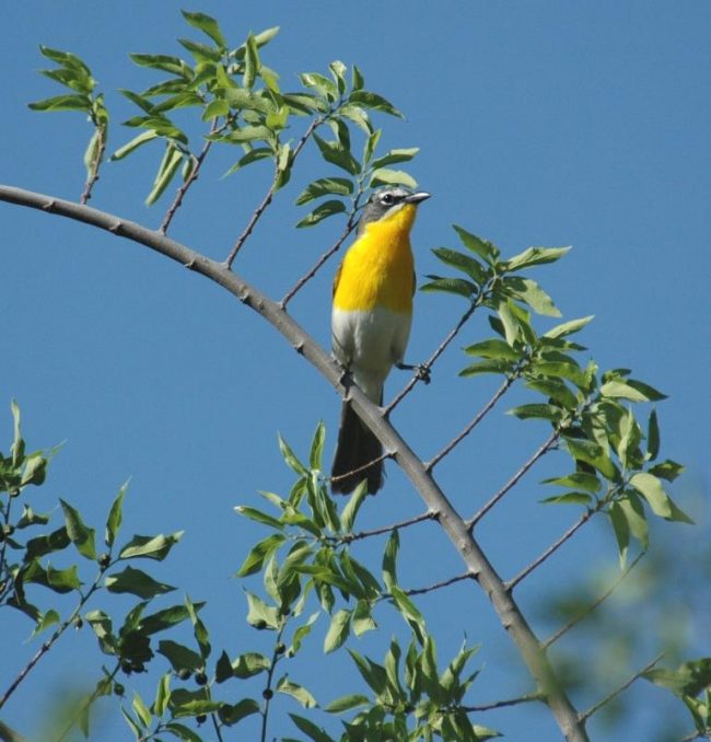 Yellow migratory bird