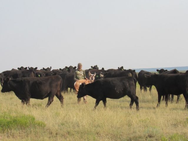 Cattle-ruin-antelope-hunt-Mia-Anstine-Photo-Archery Hunt