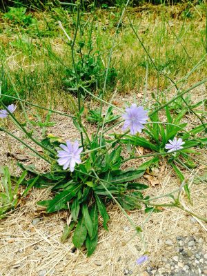 chicory-root