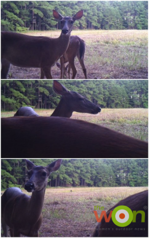 hollis_trailcam_upclosedoes-Trail Cameras