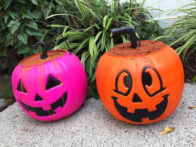 pumpkins before cut pumpkin