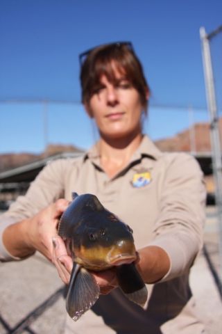 ashlie-peterson-southwestern-fish-health-unit-w-razorback-sucker-at-willow-beach-national-fish-hatchery-keel-on-nape-photo-craig-springer-usfws