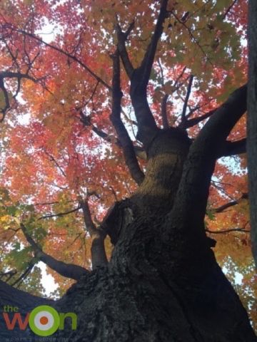 katie-pavlich-fall-tree