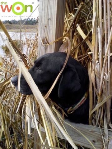 hollis_saltmarsh_dog