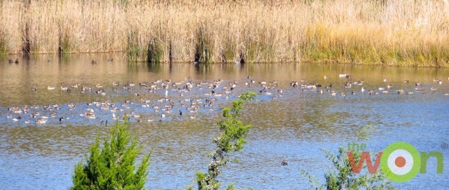 hollis_saltmarsh_duckvariety2-Marshes