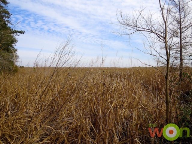 hollis_saltmarsh_marshgrass