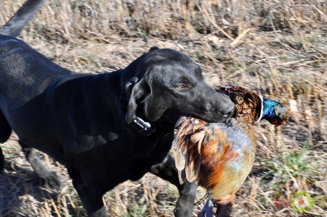 dog-pheasant-kansas