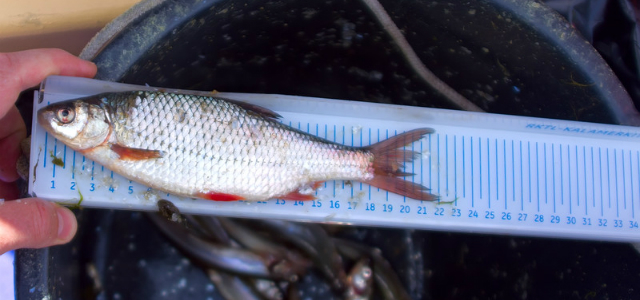 fish-ruler-Fishing Gift