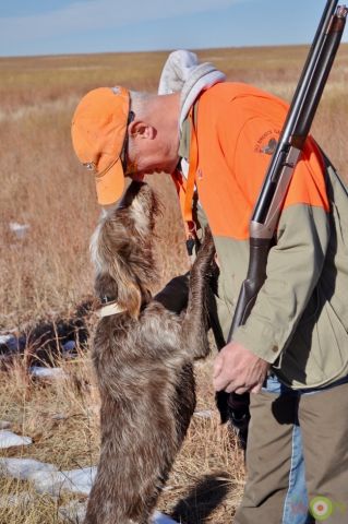 hunting-dog-cerino