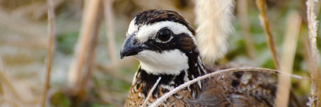 bobwhite-quailben-robinson-photo