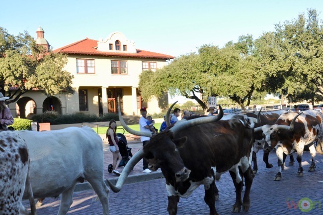 longhorn-cattle-cerino