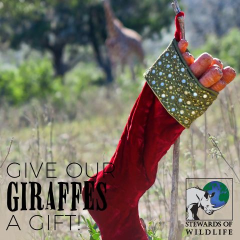 stewarts-gift-giraffes-Endangered
