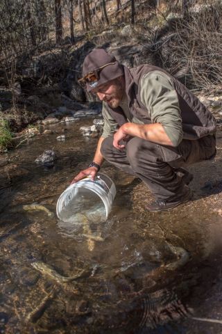 andy-dean-gila-trout-biologist-new-mexico-fish-and-wildlife-conservation-office-releases-gila-trout-into-mineral-creek-photo-craig-springer-usfws-resized