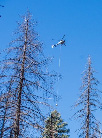 gila-trout-arrive-at-the-treetops-over-mineral-creek-gila-natl-forest-in-areate-helitank-photo-craig-springer-usfws-resized