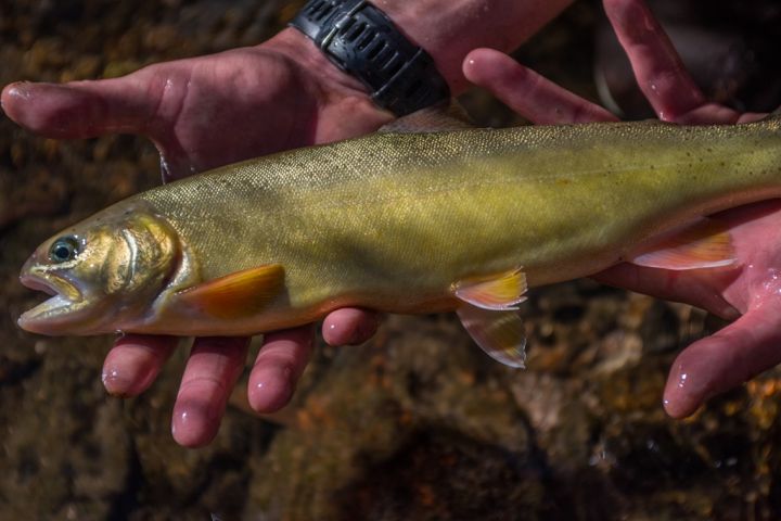 gila-trout-stocked-in-mineral-creek-gila-national-forest-photo-craig-springer-usfws-resized