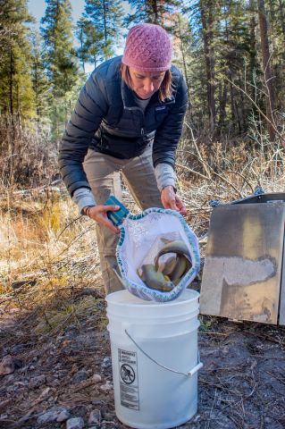 new-mexico-department-of-game-and-fish-gila-trout-biologist-jill-wick-loads-gila-trout-for-dispersal-in-mineral-creek-from-helitank-photo-craig-springer-usfws-resized