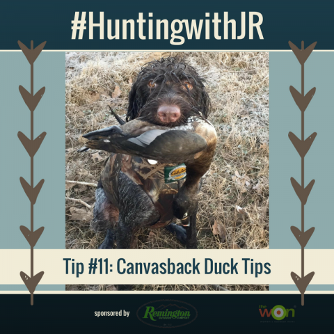 Tip #11_ Canvasback Duck Tips