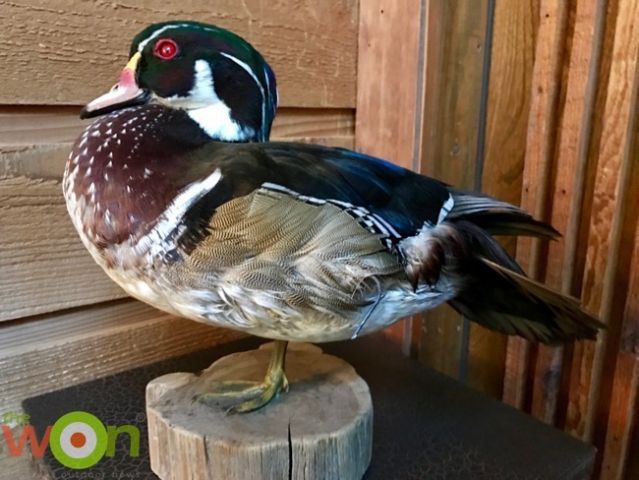 one-legged-duck-rhodes-Wood Duck