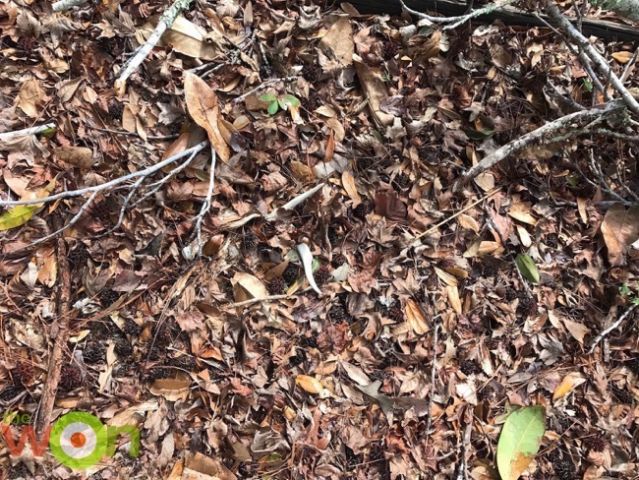 Shed Hunting