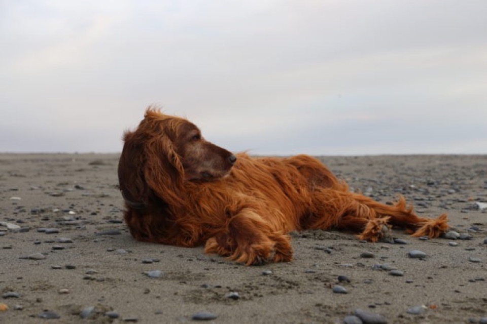 Irish setter