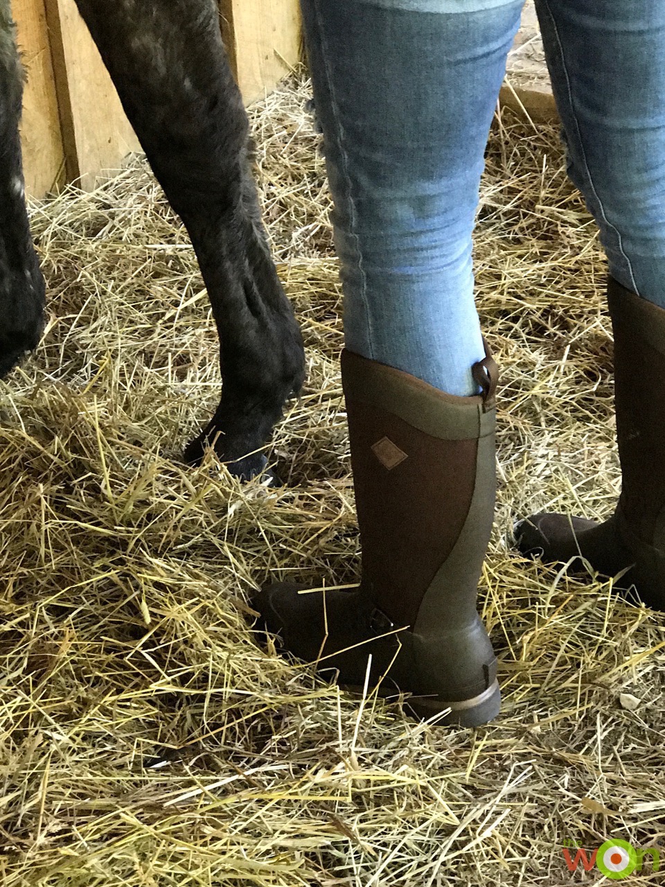 Reign Tall Boots horses