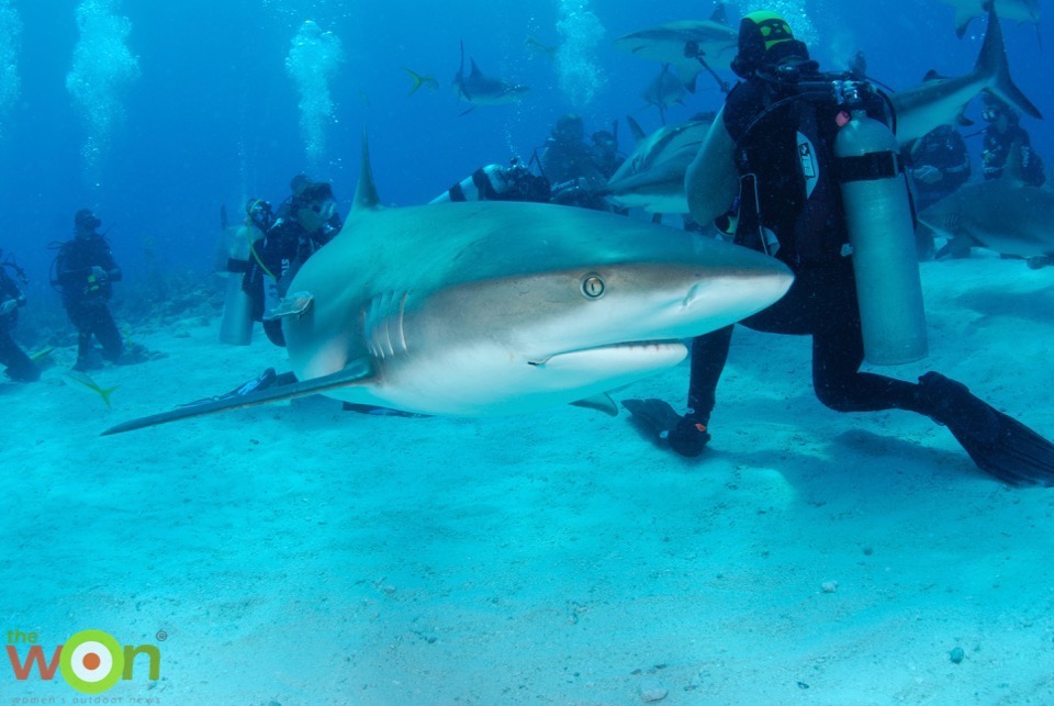 Shark dive