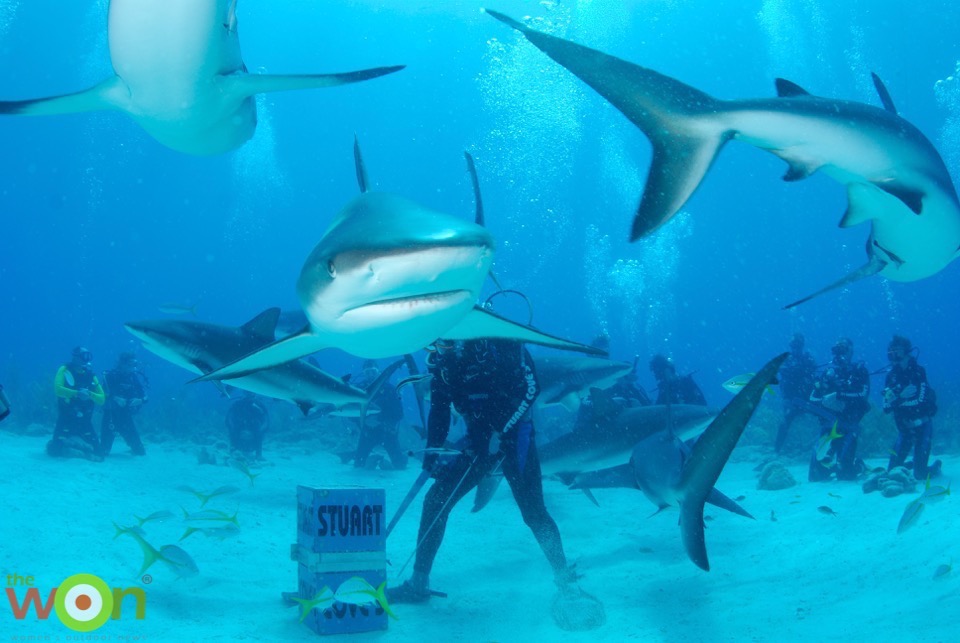 Shark dive