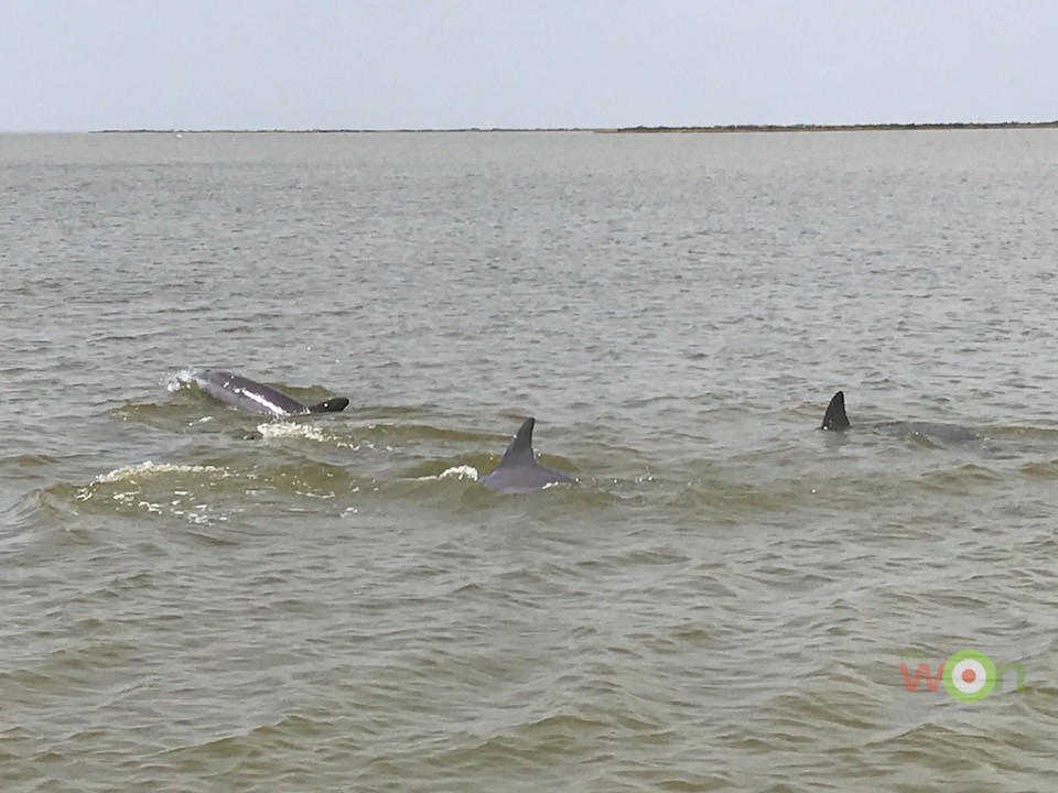 dolphins