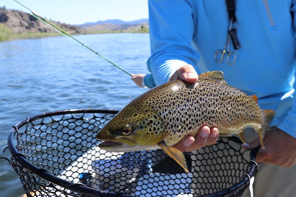 trout-fishing