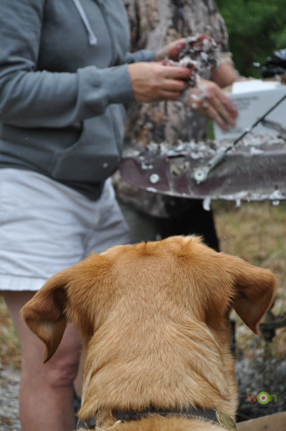 Dove-Cleaning