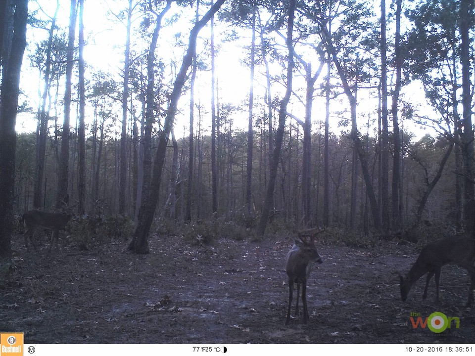 HollisLumpkin_PostRutTactics_AcornFlatBuck Post-Rut Deer Hunting